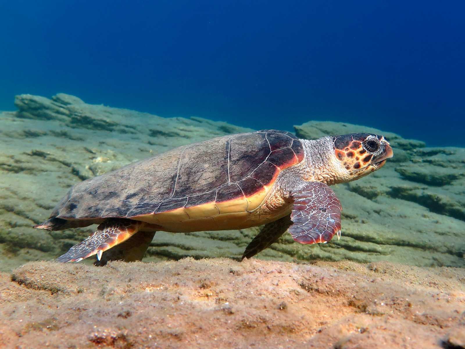 Caretta caretta (Linnaeus, 1758)